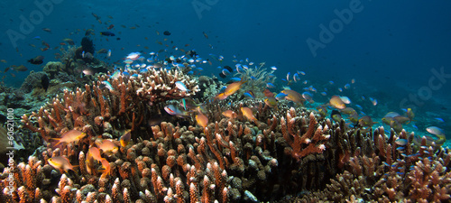Photo of coral colony #60621010
