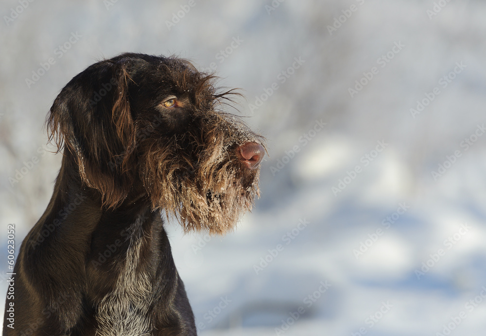 Brown dog portrait against the snow, horizontal