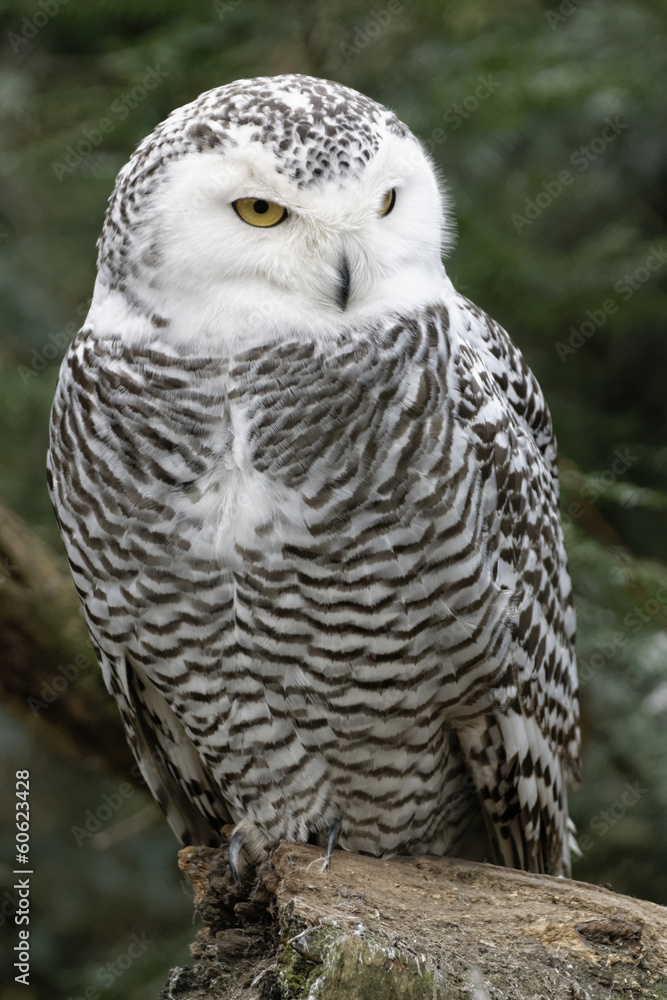Fototapeta premium Schnee-Eule (Bubo scandiacus)