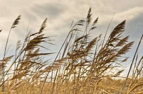 Prairie grass on a dry terrain against dark sky and rainy clouds