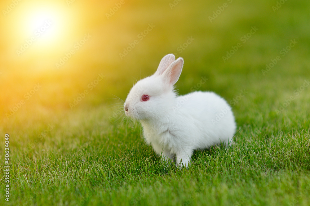 Funny baby white rabbit in grass Funny baby white rabbit in grass