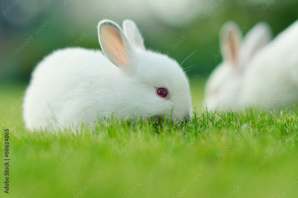Naklejka premium Funny baby white rabbit in grass