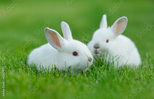 Funny baby white rabbit in grass