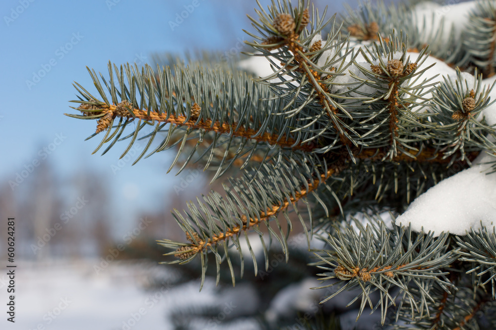 Closeup of green pine needles covered in snow Closeup of green pine needles covered in snow