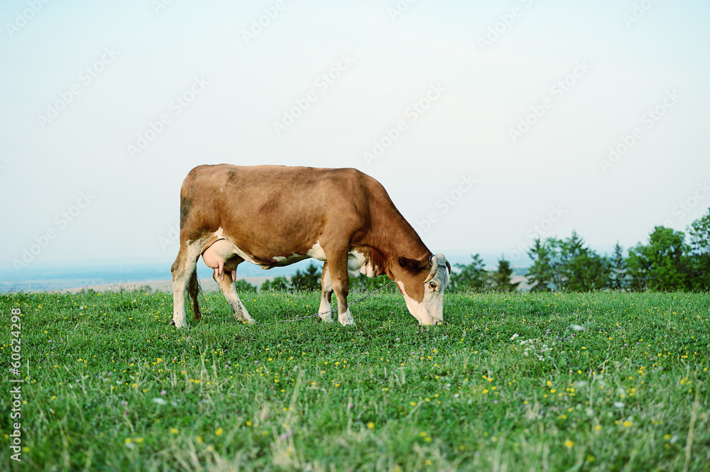 Cow is grazing in the mountains