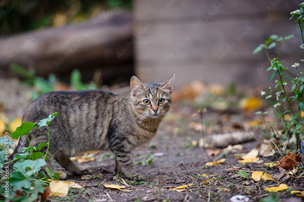 Obraz premium Homeless Cat
