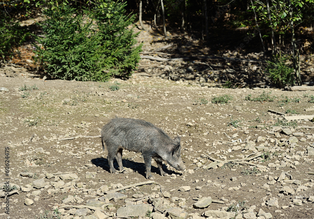 Wild boar in forest Wild boar in forest