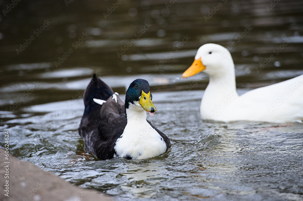 Fototapeta premium Duck