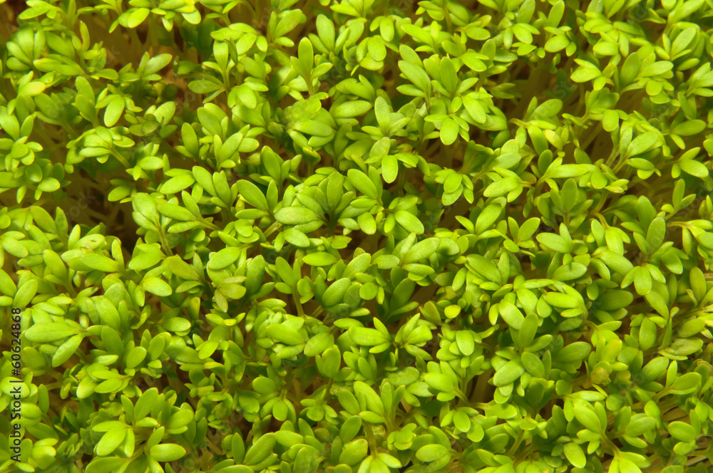 Fototapeta premium Fresh green herbs