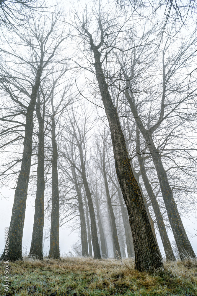 Trees in fog