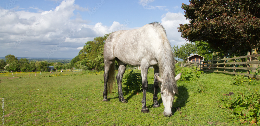 Green grazing, danger of laminitus Green grazing, danger of laminitus