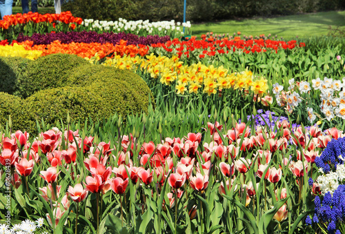 Fototapeta Naklejka Na Ścianę i Meble -  Mix of Holland tulips and narcissuses