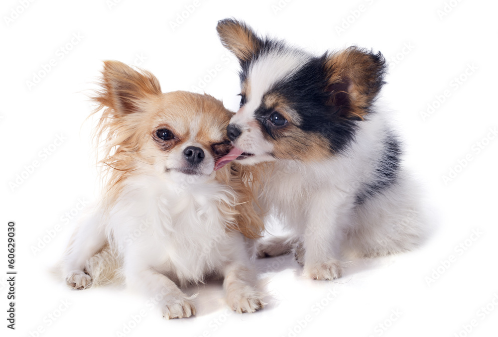 papillon puppy and chihuahua papillon puppy and chihuahua
