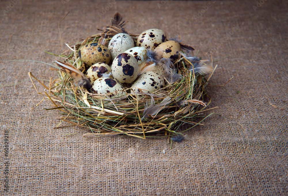 Obraz premium quail eggs