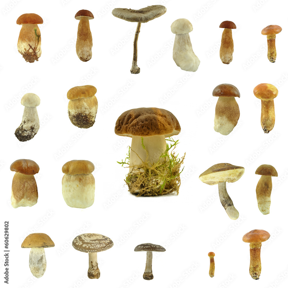 Naklejka mushrooms