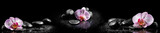 Horizontal panorama with pink orchids and zen stones on black ba