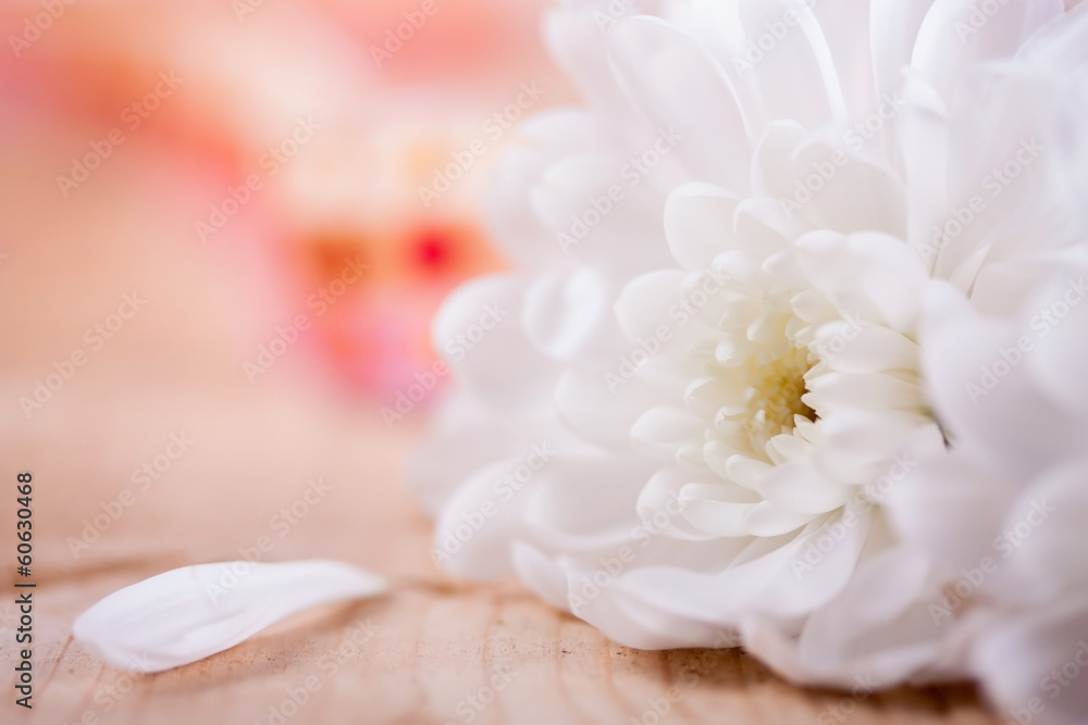 Weiße Blüte Weiße Blüte