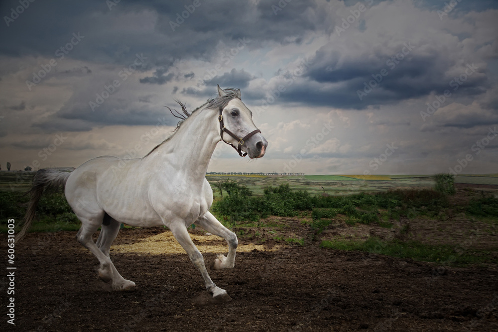 The horse gallops across the field. He looks into the camera. The horse gallops across the field. He looks into the camera.