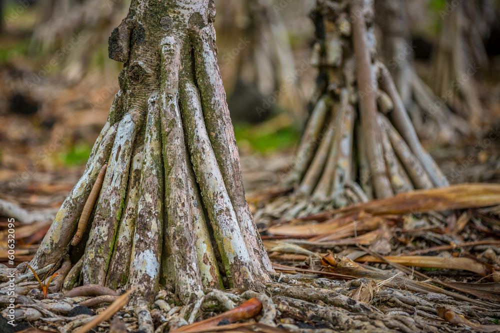 Roots of vacoa tree, La Réunion Roots of vacoa tree, La Réunion
