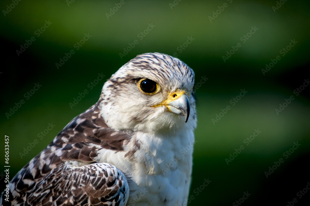 Portrait of the falcon