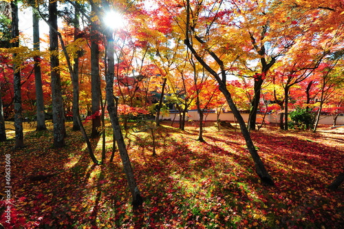 Konstfotografi Japanese maple during autumn at Eikando Temple in Kyoto, Japan.