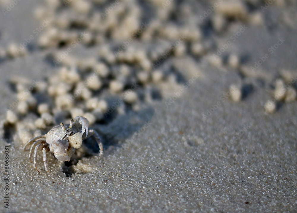 Ghost Crab on the beach Ghost Crab on the beach