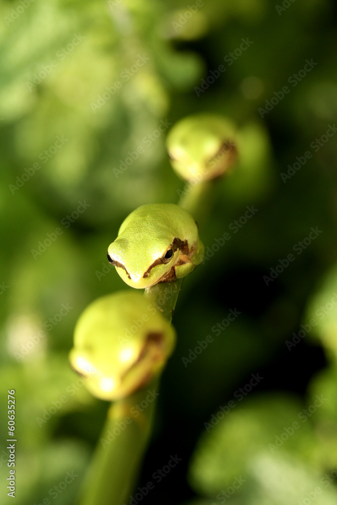 Three Stripeless Tree Frogs on a stem of tjhick grass Three Stripeless Tree Frogs on a stem of tjhick grass