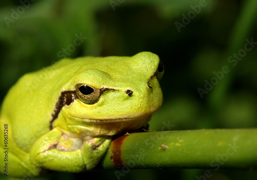 Stripeless Tree Frog on stem of thick grass