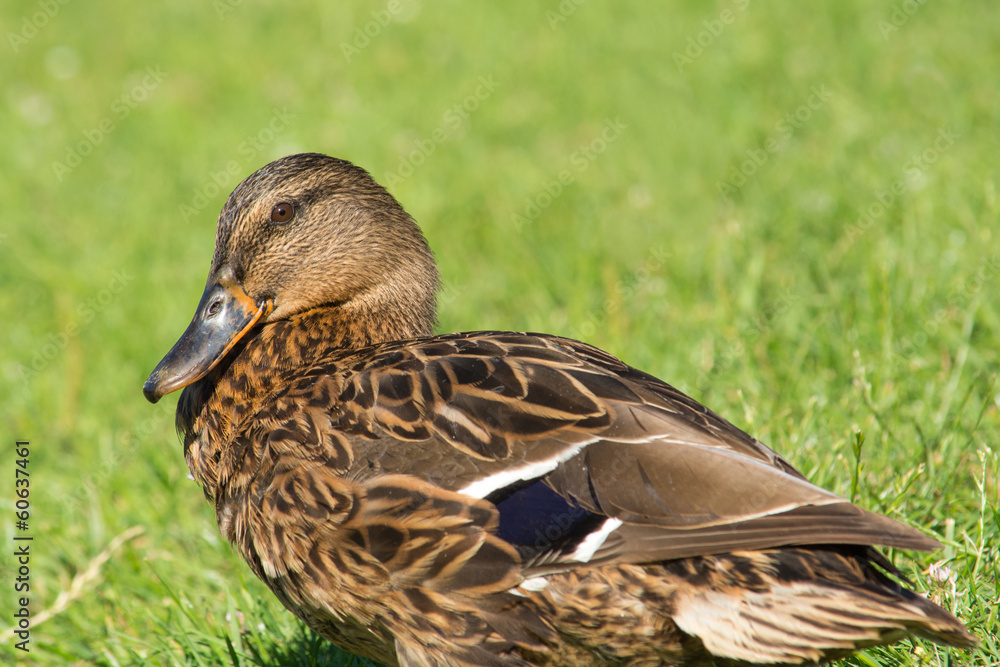 Brown wild duck (Anas platyrhynchos) on green grass Brown wild duck (Anas platyrhynchos) on green grass