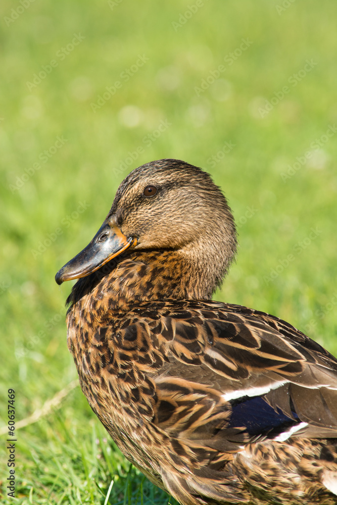 Brown wild duck (Anas platyrhynchos) on green grass Brown wild duck (Anas platyrhynchos) on green grass