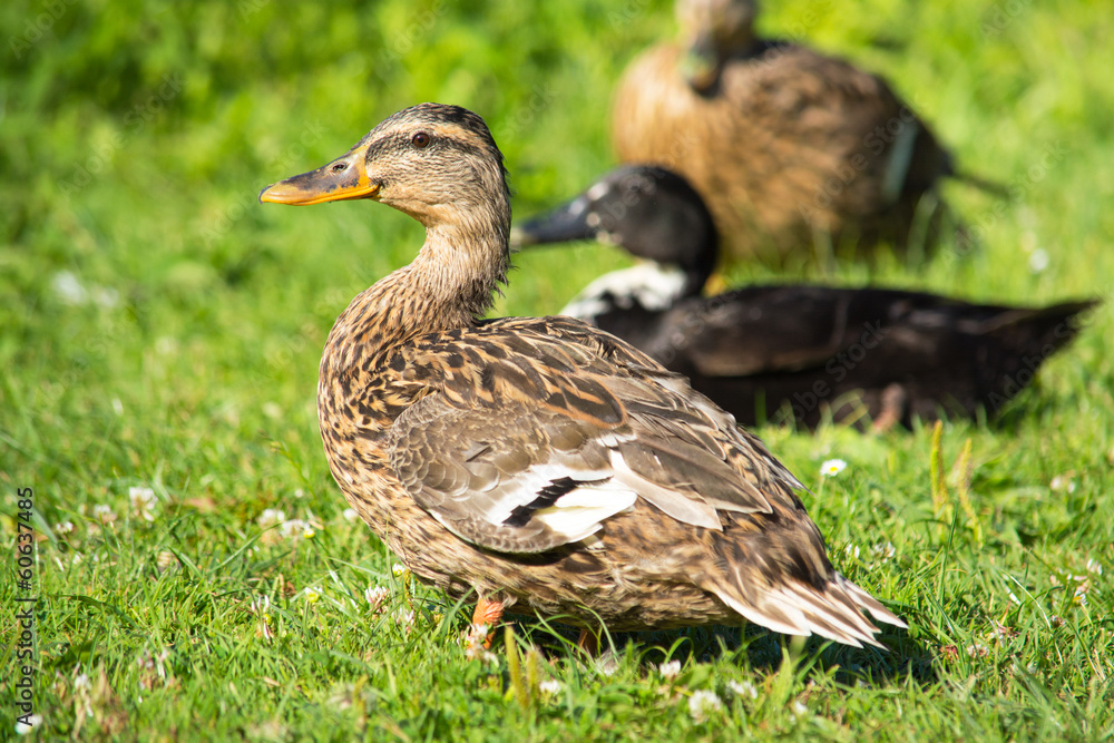 Brown wild duck (Anas platyrhynchos) on green grass Brown wild duck (Anas platyrhynchos) on green grass