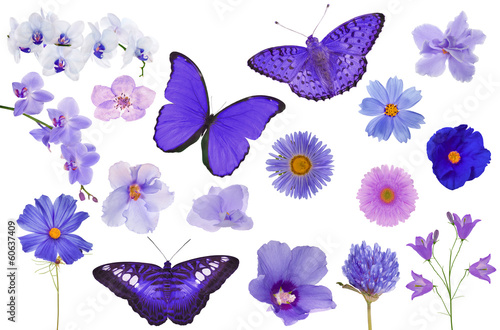 Fototapeta Naklejka Na Ścianę i Meble -  set of violet color butterflies and flowers isolated on white
