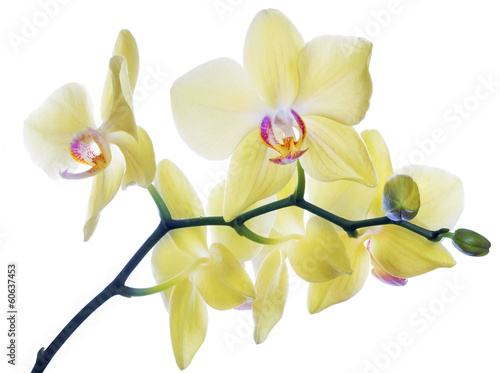 isolated fine lemon yellow orchids on branch