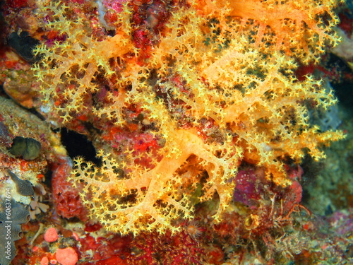 Soft coral, island Maktan, Philippine © vodolaz