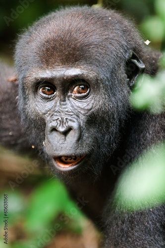 The western lowland gorilla © Uryadnikov Sergey