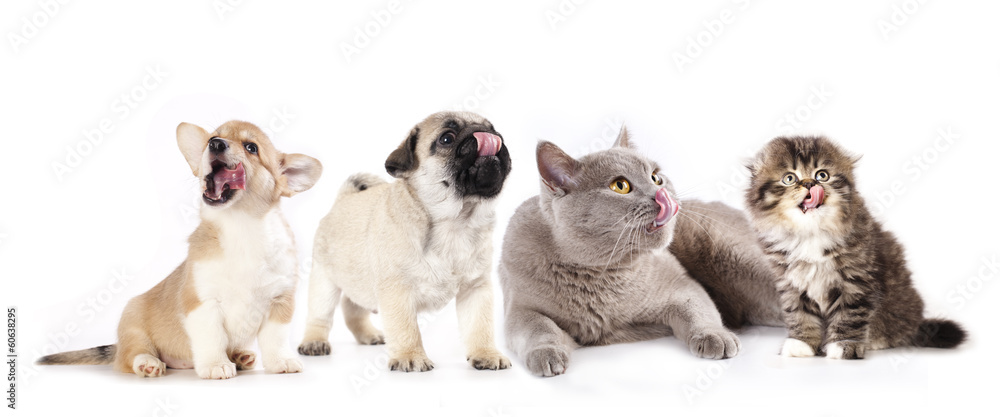 puppy and kitten puppy and kitten