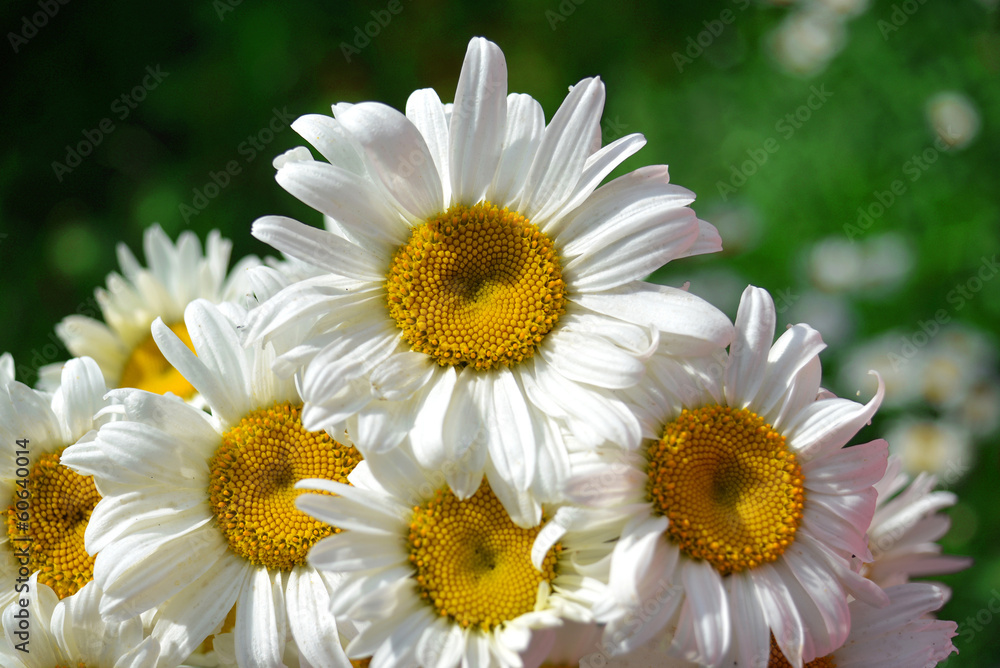 Obraz premium Bouquet