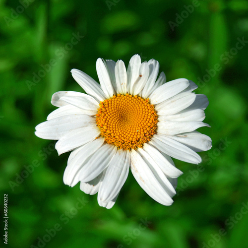 White daisy