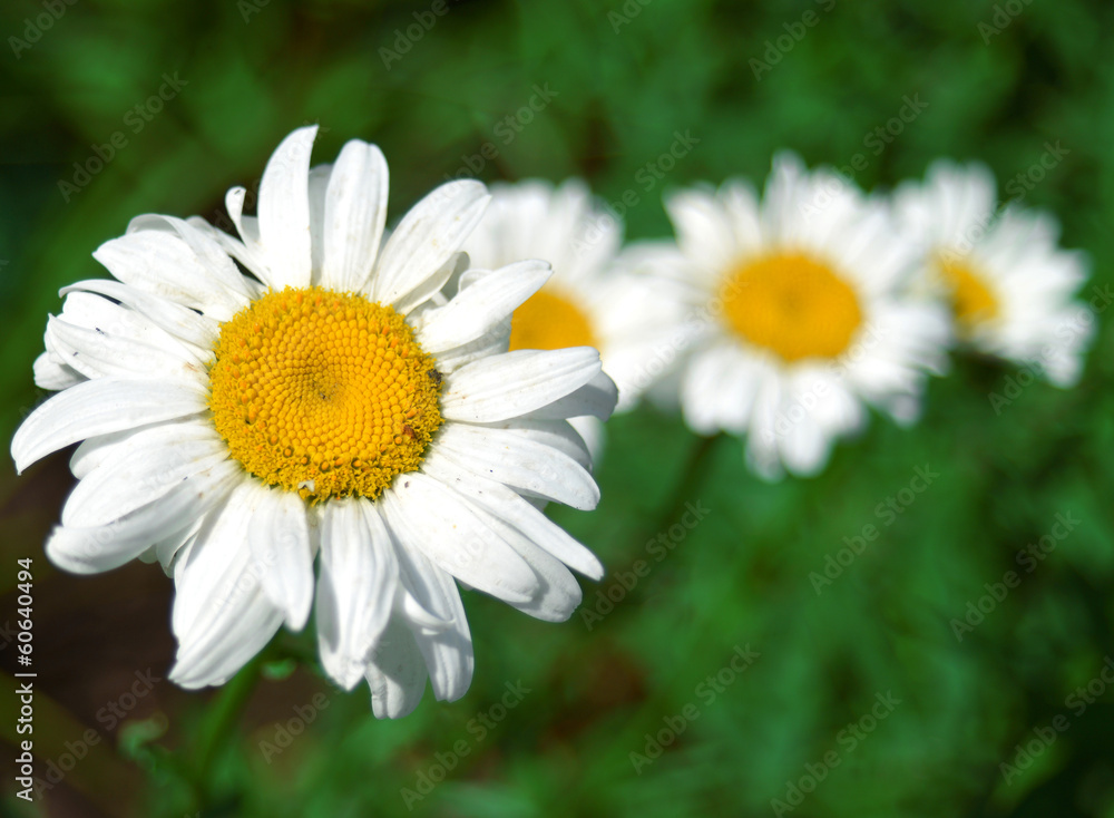 Fototapeta premium White daisy