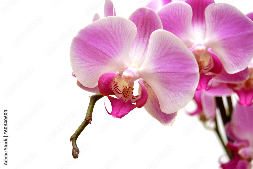 Fototapeta premium Purple orchid