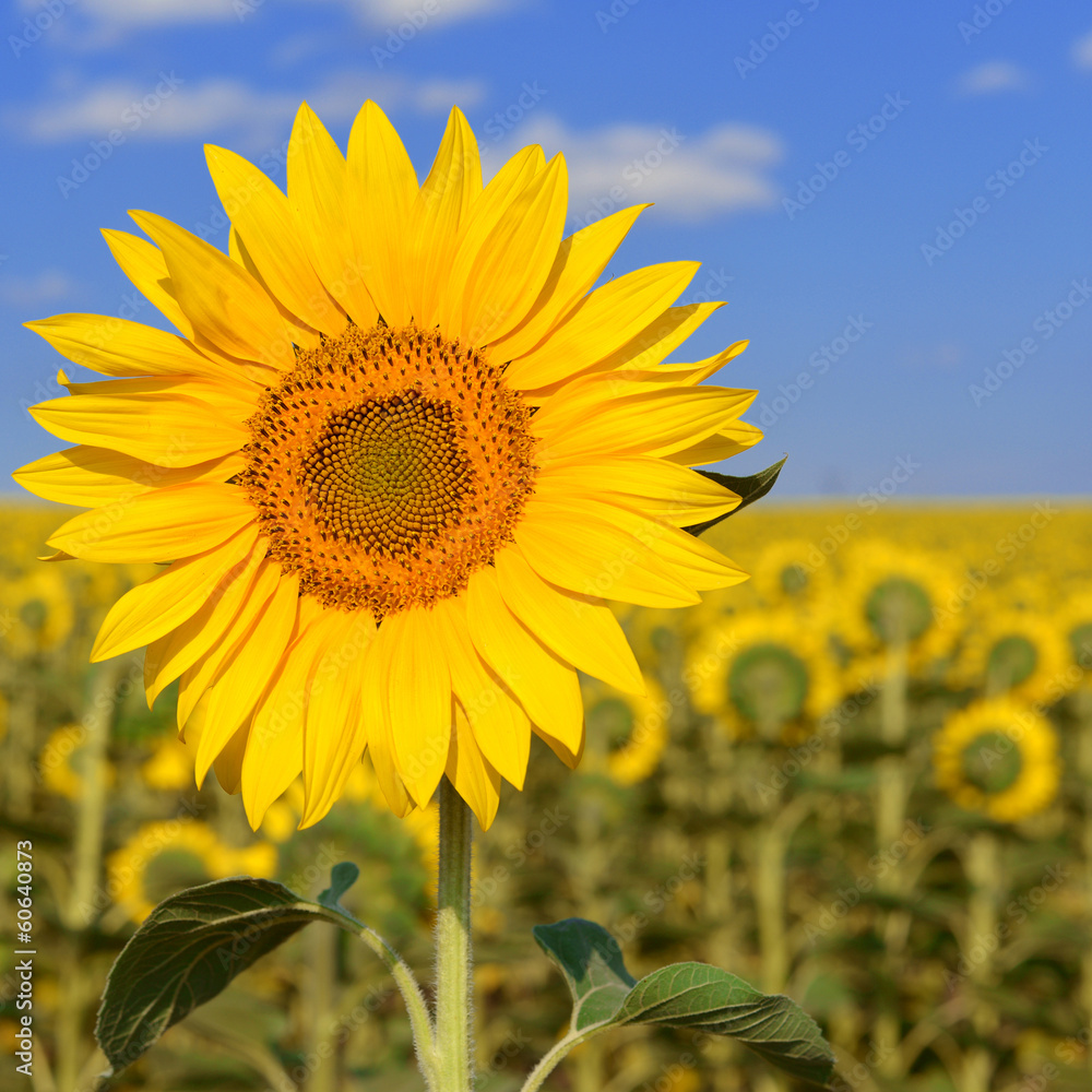Fototapeta premium Sunflower