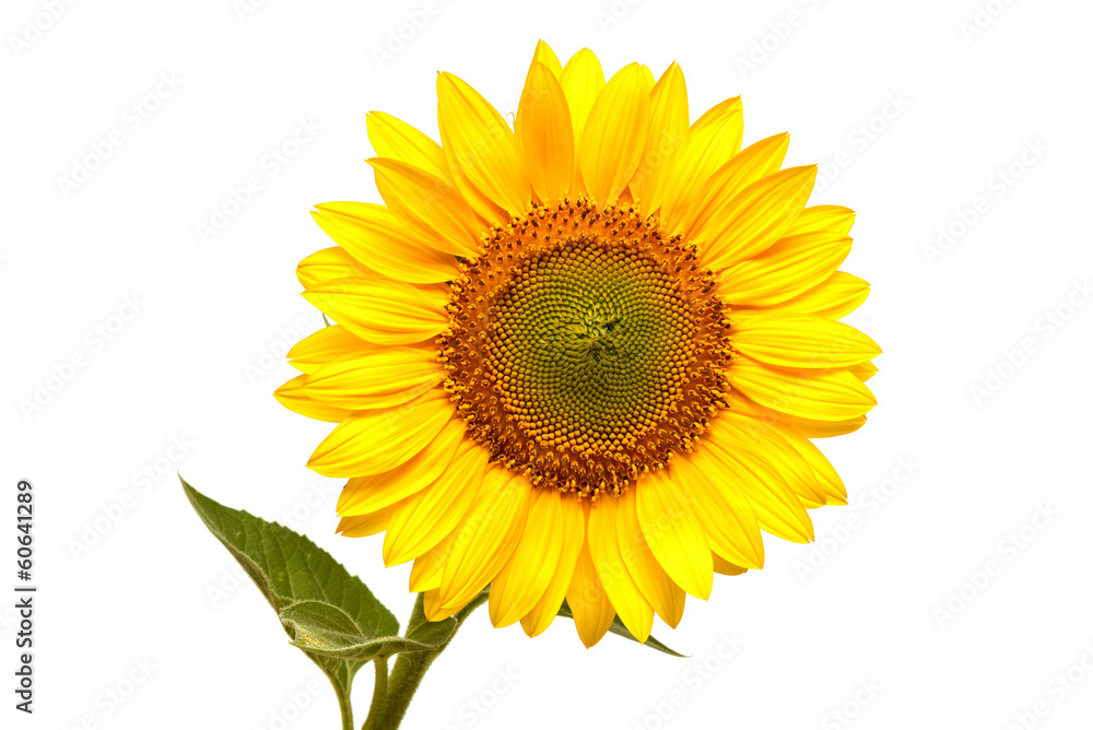 Obraz premium Sunflower