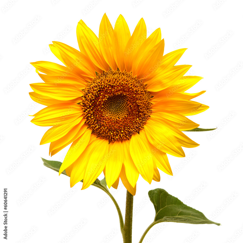 Obraz premium Sunflower