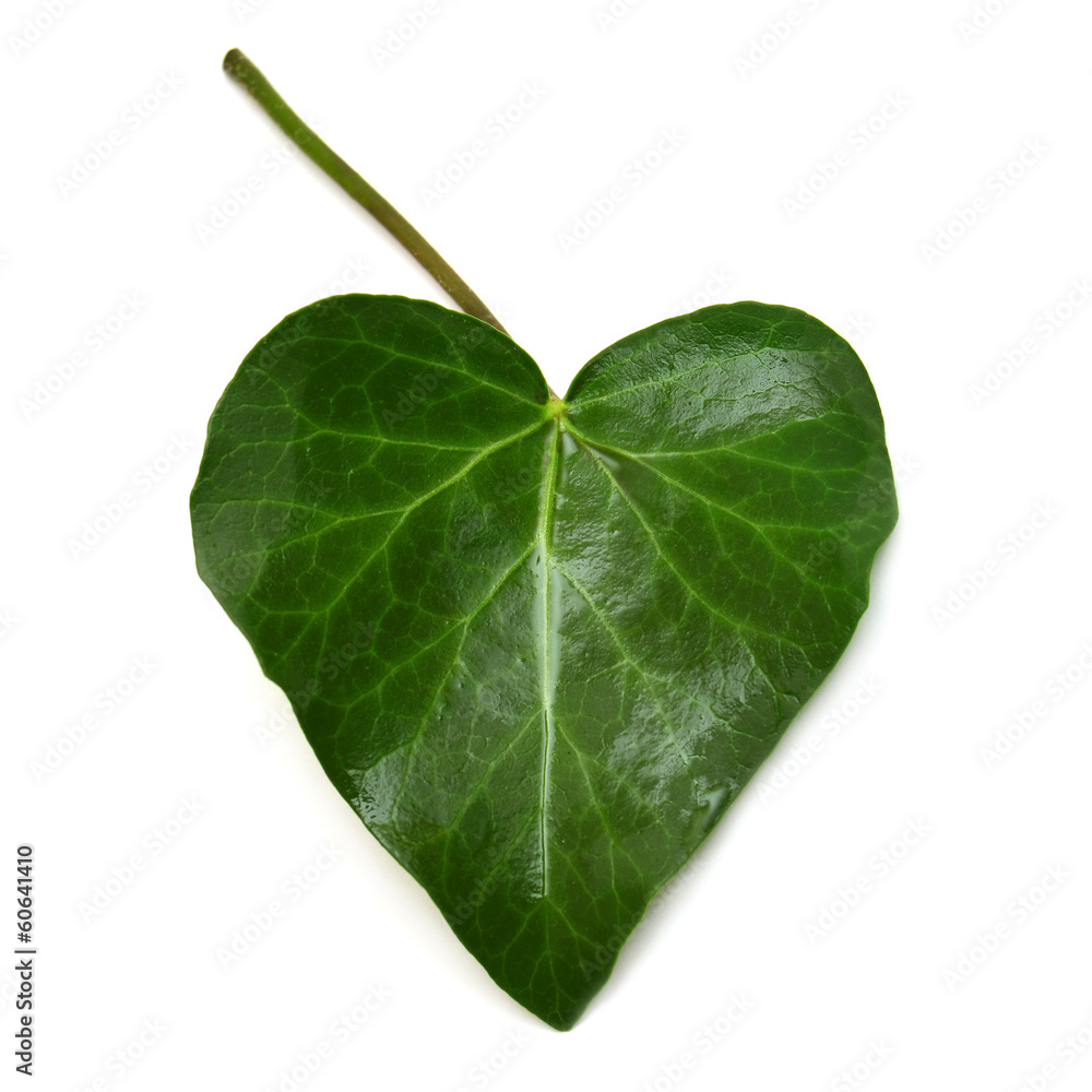 Fototapeta premium Leaf