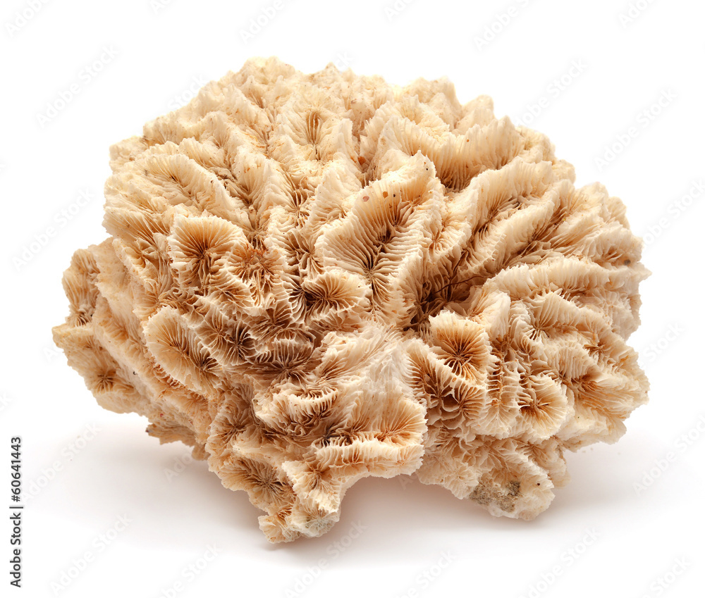 Fototapeta premium Coral