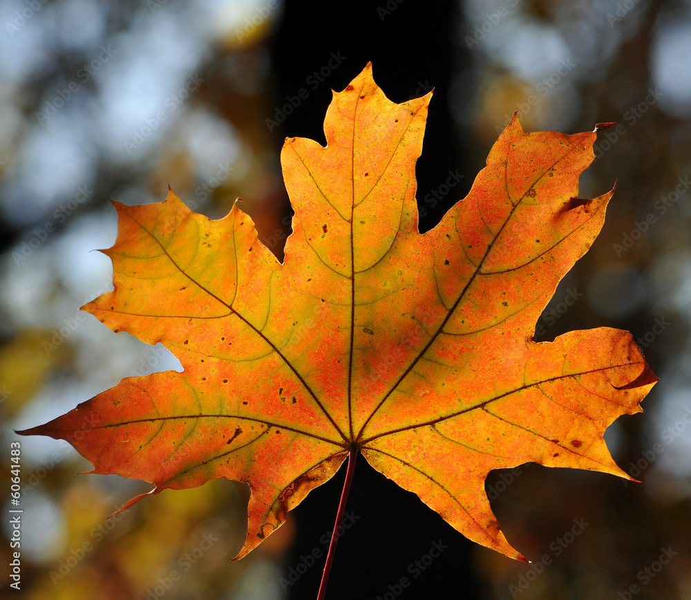 Yellow maple Yellow maple