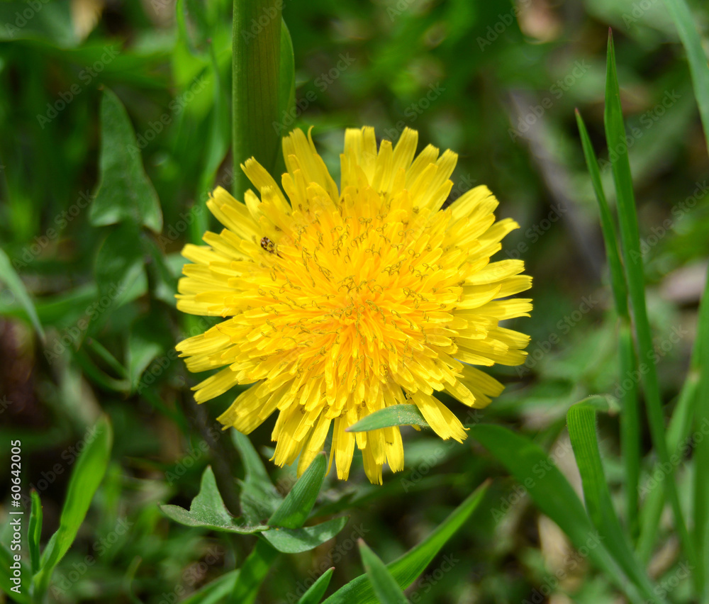 Yellow dandelion Yellow dandelion