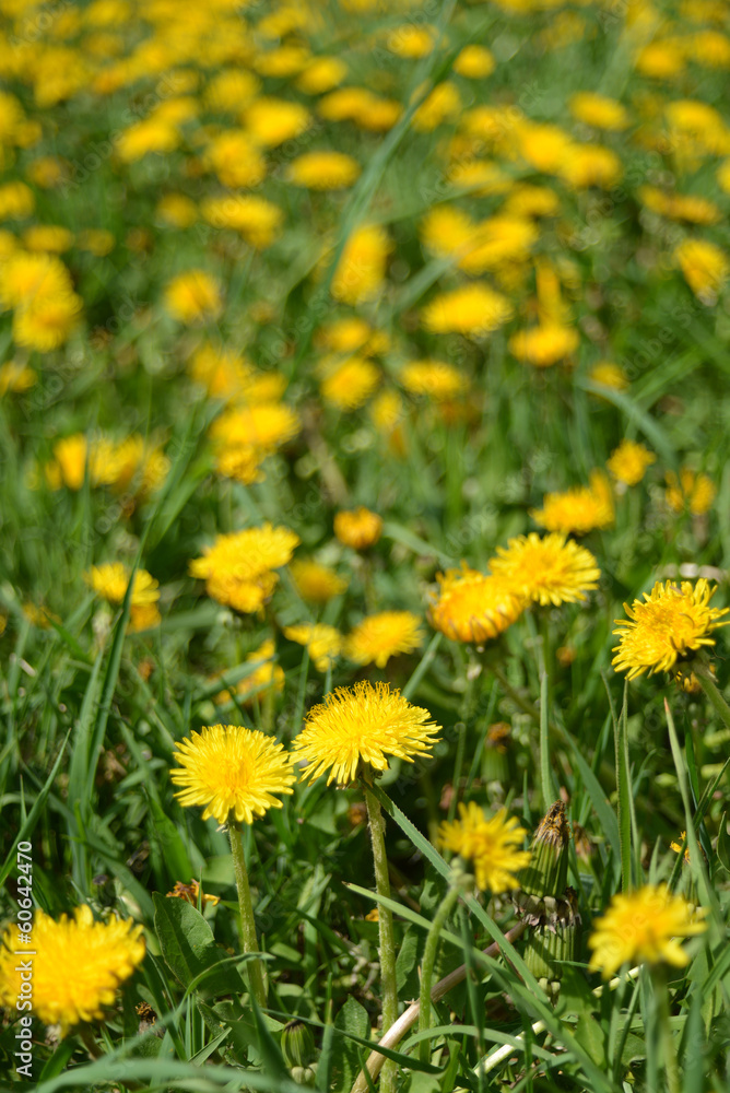 Yellow dandelions Yellow dandelions