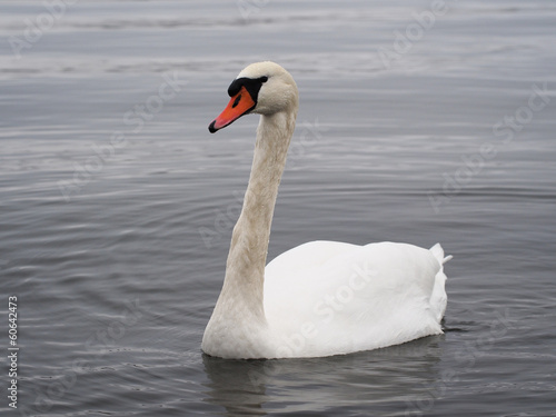 Swan