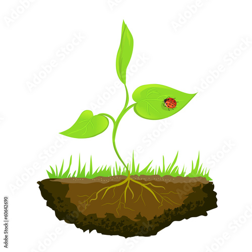growing shoots out of the ground